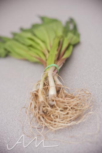 grilledrampcheesesammy-1