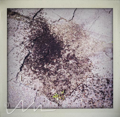 neighbourhoodfotos-8