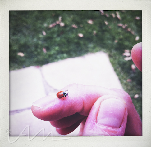 ladybug-1