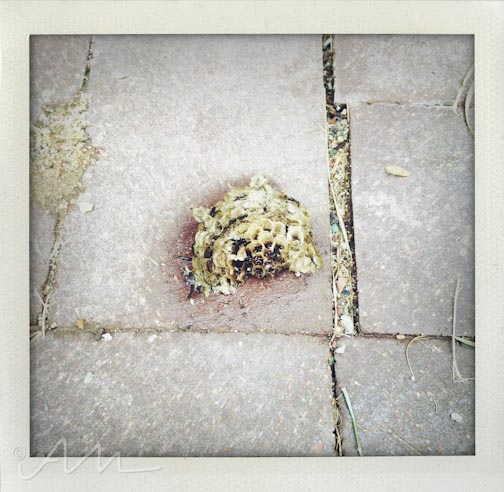 weekinfotos091914-14