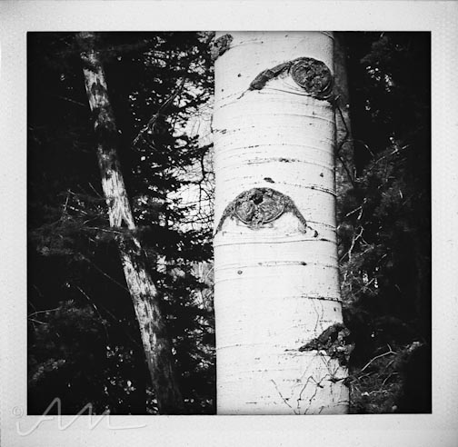 eyesoftheaspens-10