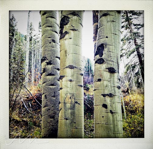 eyesoftheaspens-2