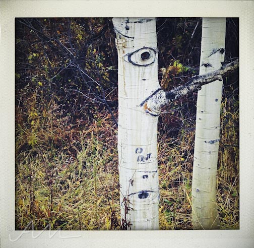 eyesoftheaspens-24