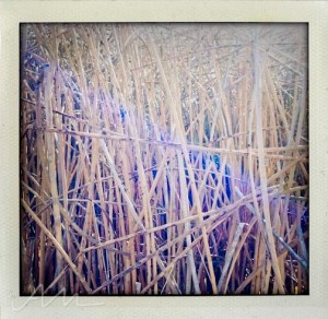 walkaroundthelake-17